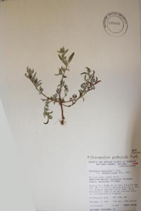 herbarium sheet of ASC 46660
